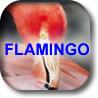 Flamingo IC